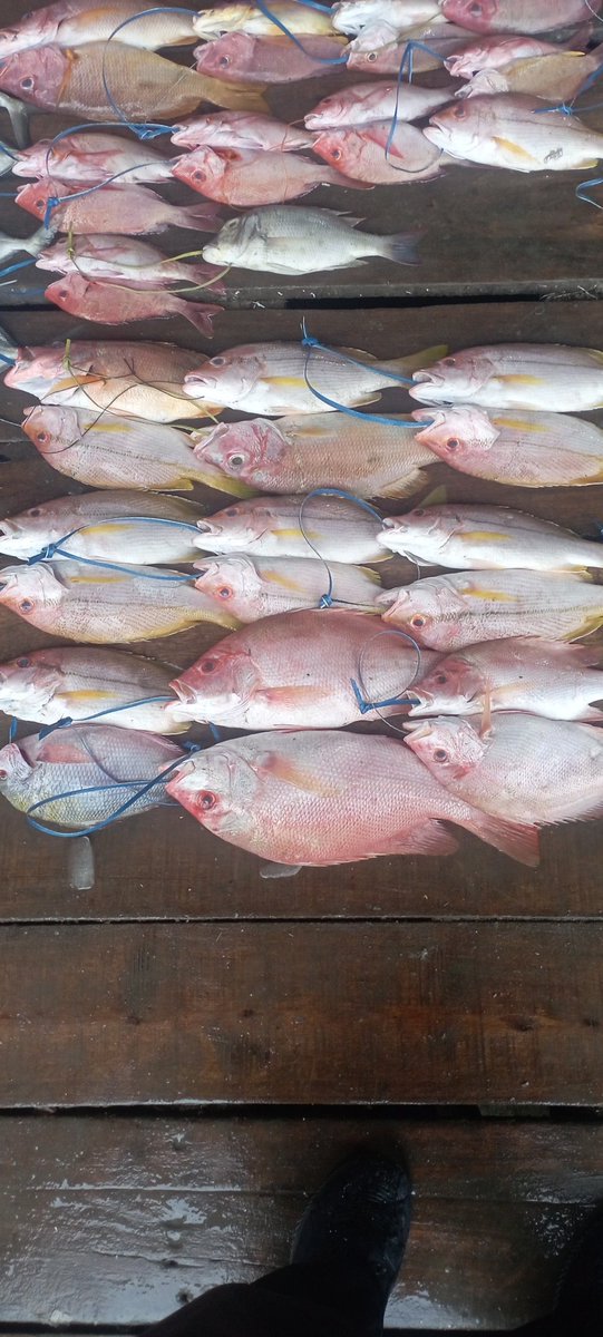 Darius Maloring tweet media