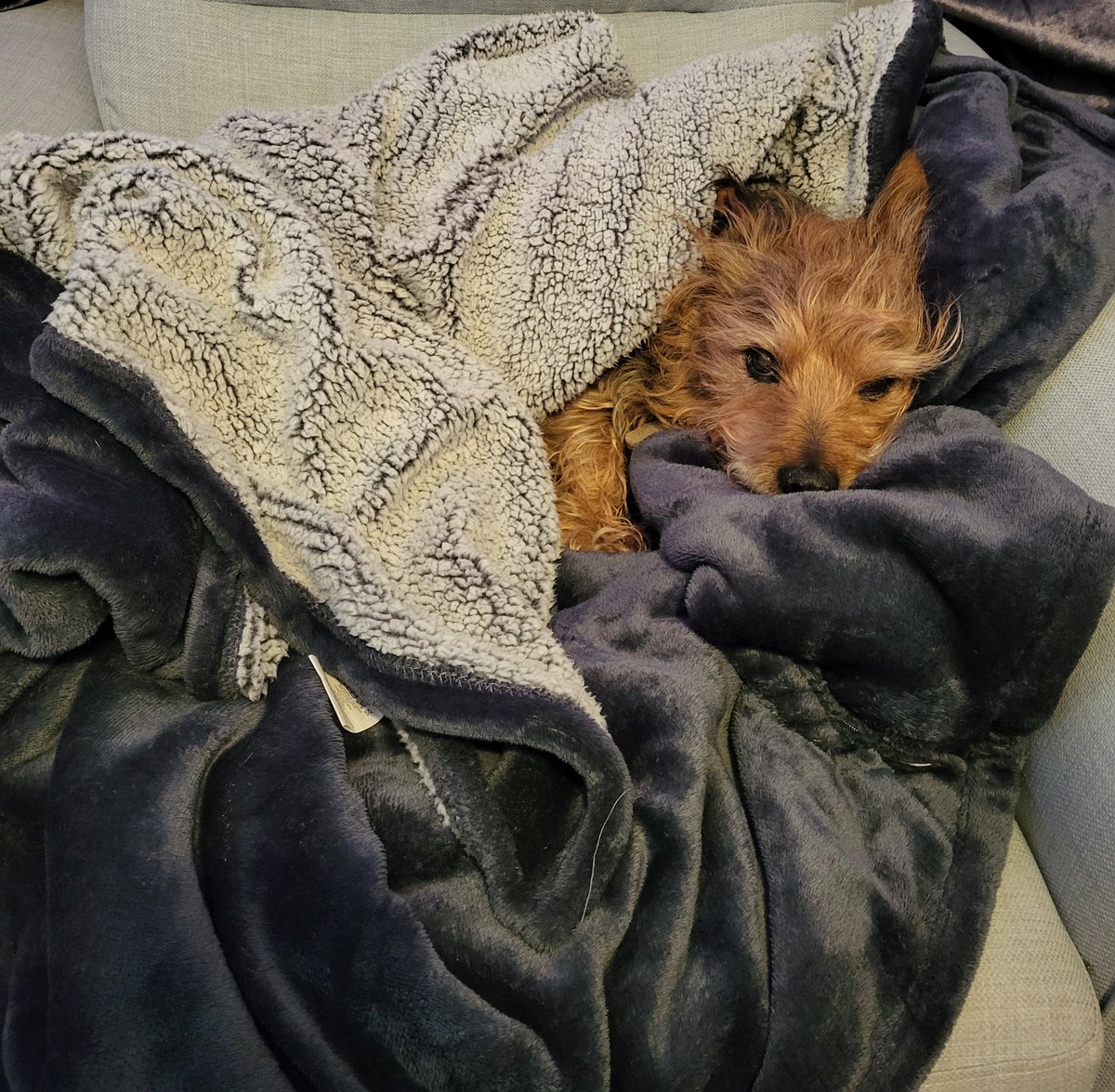 ColeyMorris_'s tweet photo. Always borrowing my boyfriends dads dog because we don't have one 😂🥰 https://t.co/BHr2RMDxRf