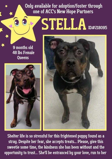 MoishesMom's tweet photo. ππ€© Stella means star π« & this sweet 9οΈβ£ month old puppy is struggling βΉοΈin the pound ππ«π
She will become a ππ― so we need to get her out of Manhattan NYCACC ππ»ππ»π¨π¨ππ― Letβs network her now
They R at capacity & will π2 make room π«ππππ» #SaveStella! https://t.co/4up06JQV1K