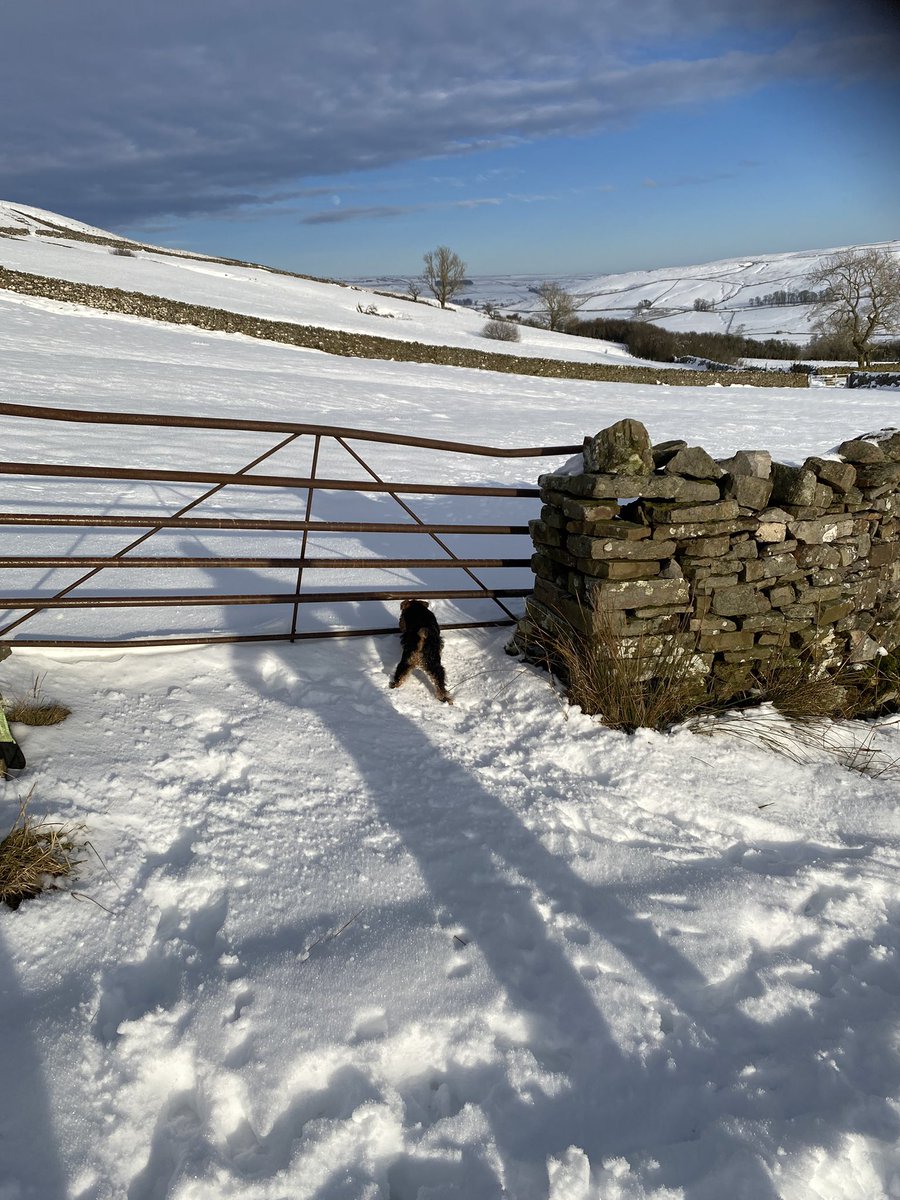 HighBleanBandB's tweet image. Nice sunny afternoon before the big melt so we got some off lead training in. 

We were pleased than she showed no interest in sheep that were on the road. A positive for us.