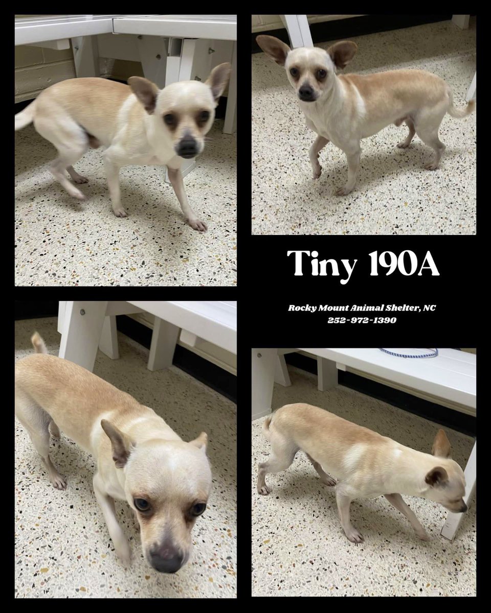Dubs4Mutts's tweet photo. 🤩 TINY 🐶 is the definition of a #chihuahua! He came in w/PJ (#190B) Tiny is 20lbs, very sweet & is looking for his forever home in #RockyMount #NC Please share Tiny #AdoptMe 🙏🏻🏡♥️ Shelter is FULL ⚠️ I need a plan OUT 1/14 Help #RescueMe 📧 rmcriticalnetworking@gmail.com ℹ️ https://t.co/f3w4oPeKX6