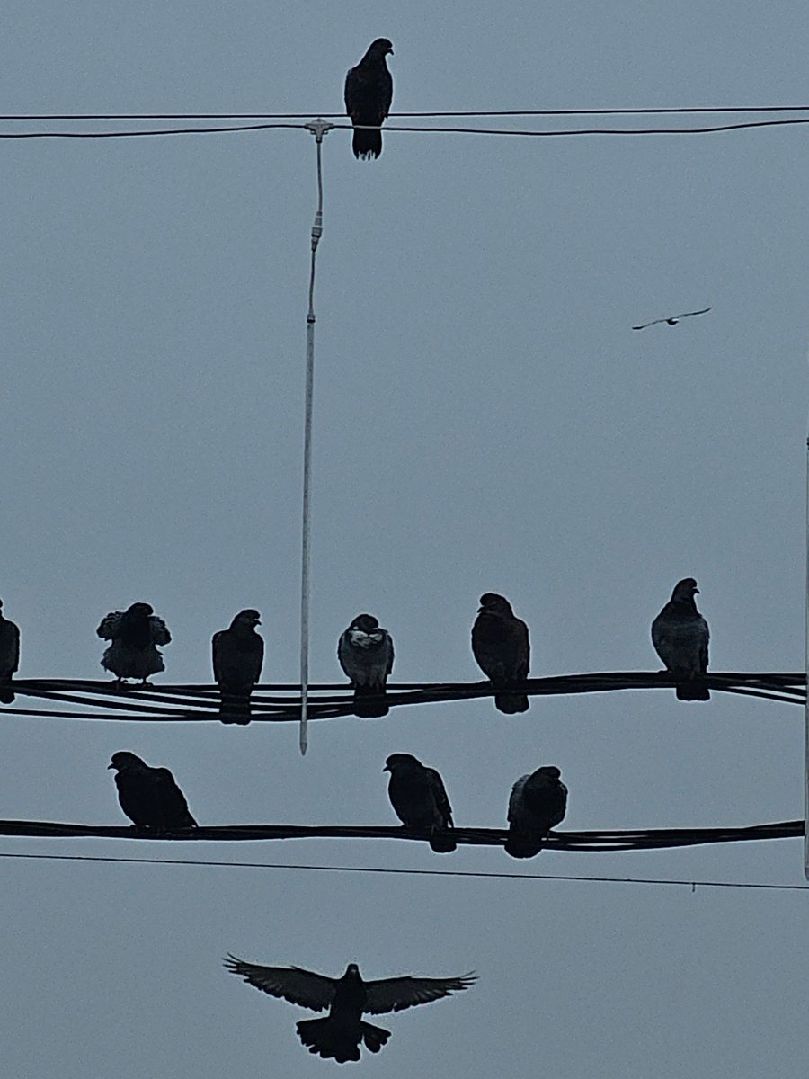 AllisonAronya's tweet image. #hierarchy #pigeons🕊️🕊️🕊️ #natureInspired 🌿