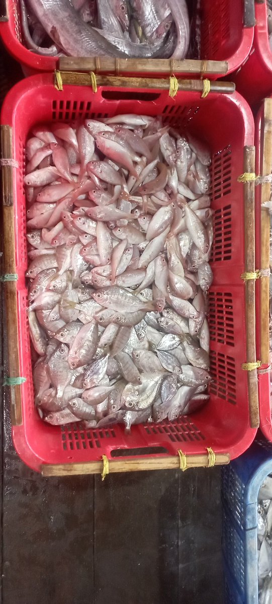 Darius Maloring tweet media