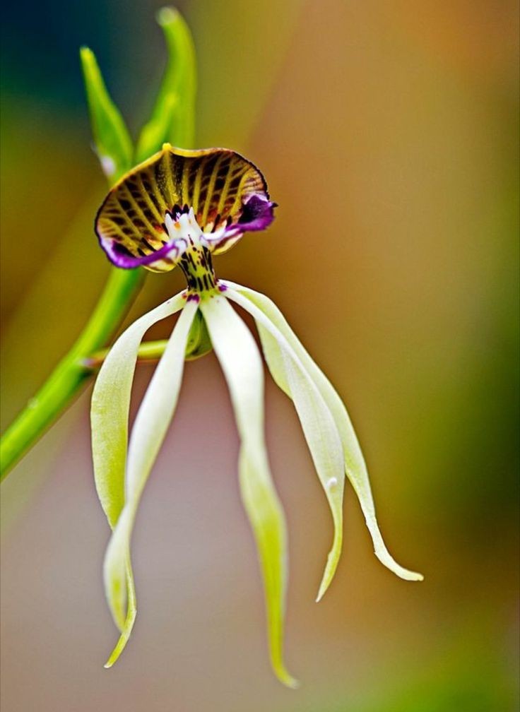 Untamedpath's tweet photo. "The mesmerizing dance of the Black Orchid, Belize's national treasure." #blackorchid #belize #nationalflower #orchid #prosthechea #cochleata https://t.co/5FFmf8zUhy