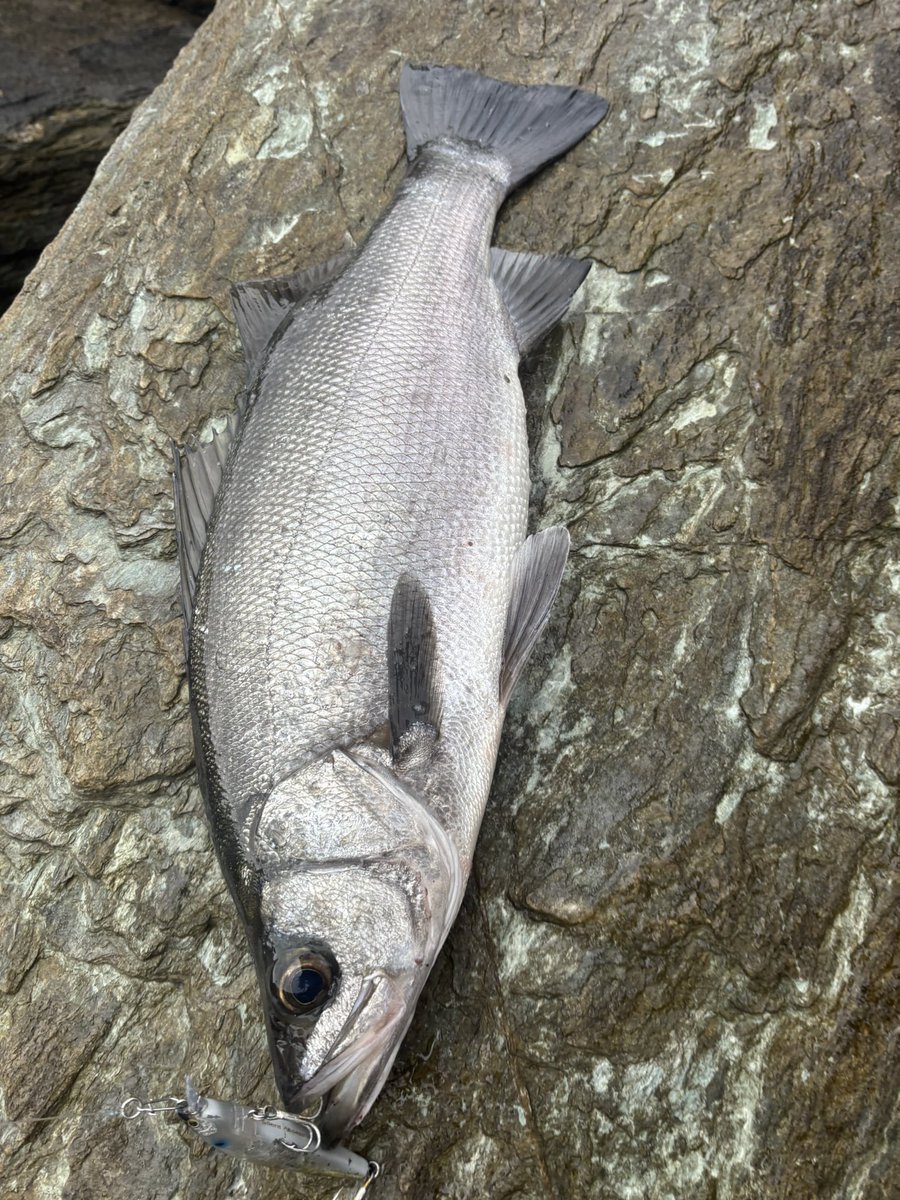 dag23583448's tweet photo. 久々のヒラスズキ 行ってきました🎣
予報より風が吹かずショボサラシでしたが魚が溜まっててくれました
久々すぎてバラしまくりでした
７バラシ5キャッチ https://t.co/odM4Mzil1K