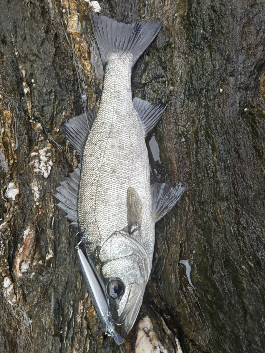 dag23583448's tweet photo. 久々のヒラスズキ 行ってきました🎣
予報より風が吹かずショボサラシでしたが魚が溜まっててくれました
久々すぎてバラしまくりでした
７バラシ5キャッチ https://t.co/odM4Mzil1K
