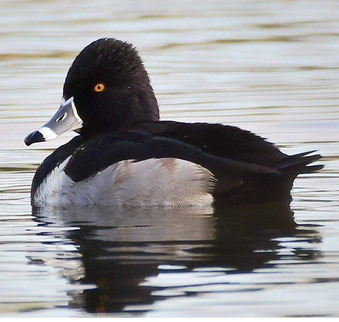 Ring-necked Duck this afternoon at Blagdon Lake.