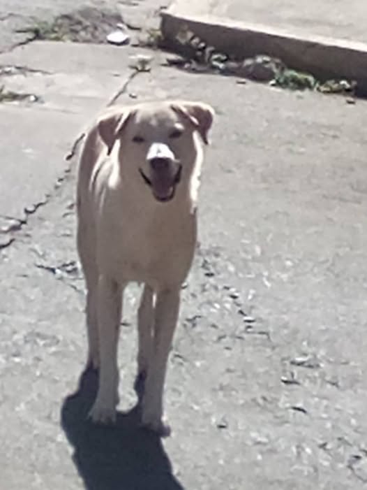 DIFUNDO 📷. Personas de mal corazón lo abandonaron 📷.
Este perrito fue abandonado el 20 de diciembre en la calle 10 de los jardines del valle  los bajaron de un carro y allí se quedo no sale de la zona esperando ,es muy dócil cariñoso les pido de corazón que compartan a ver