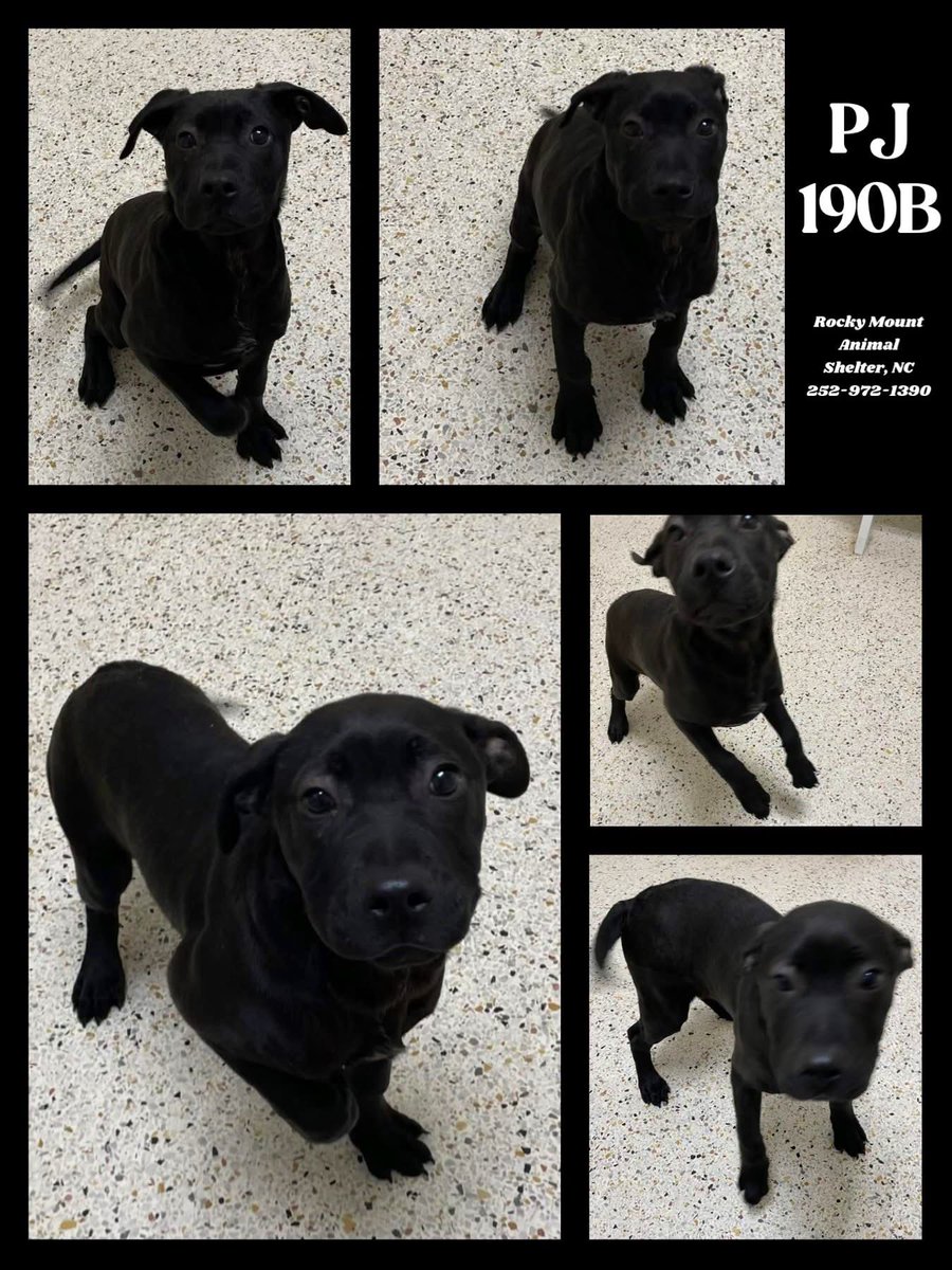 Dubs4Mutts's tweet photo. 🐕🦺 PJ 🩵(#190B) is a 6mth old 30lb #puppy surrendered w/Tiny (#190A) due to no fault of their own. Affectionate, Curious, Brave, Friendly! 🥰 PJ is sweet loving pup looking for a forever family in #RockyMount #NC 🙏🏻🏡♥️ #AdoptMe 🤗 #FosterMe I need a plan OUT 1/14 📧 rmcriticalnetworking@gmail.com ℹ️ https://t.co/NcZ8rIwhhk