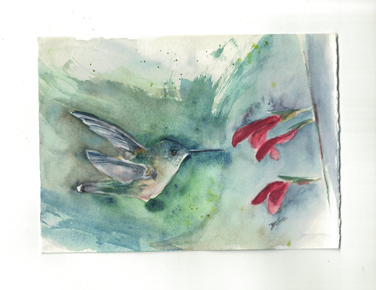 Female Ruby-throated Hummingbird with salvia.
#watercolour #watercolor #WIP
