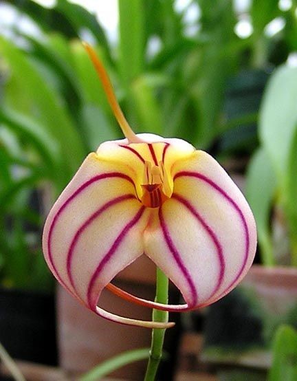 Untamedpath's tweet photo. A captivating close-up of a Masdevallia orchid, showcasing its intricate petals adorned with delicate pink stripes. #orchid #masdevallia #flower #nature #exotic https://t.co/XIwj3rSZAy