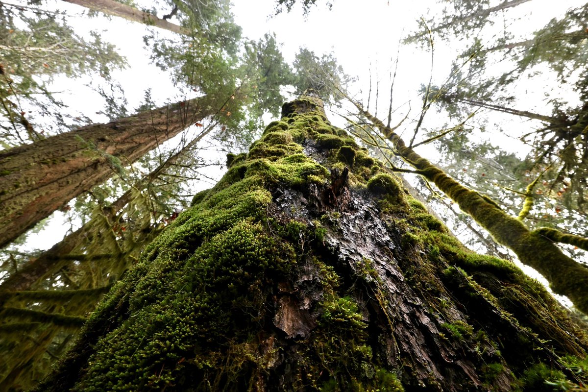 Tree bathing, Cathedral Grove, Vancouver Island.  #treebathing #Vancouver #vancouverisland #nanimo #cathedralgrove #canada #forest #magestic