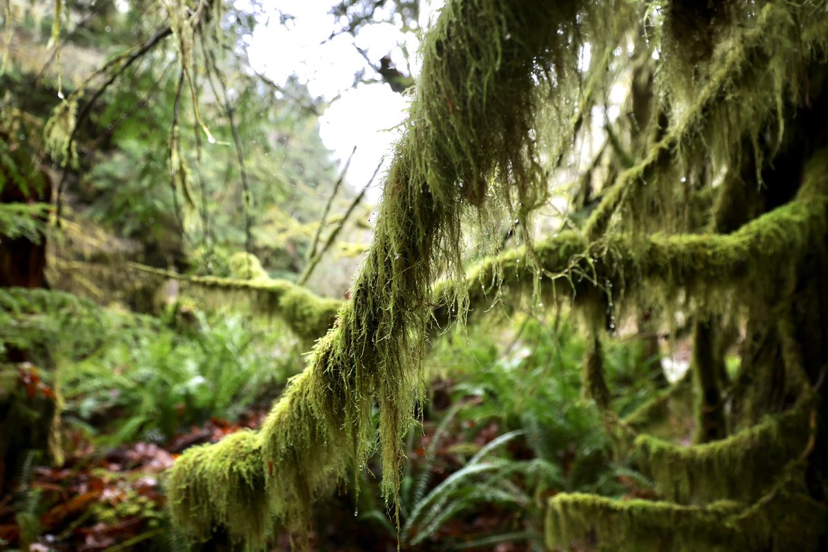 Len_Wagg_photo's tweet photo. Tree bathing, Cathedral Grove, Vancouver Island. #treebathing #Vancouver #vancouverisland #nanimo #cathedralgrove #canada #forest #magestic https://t.co/QfqQjfCdbJ