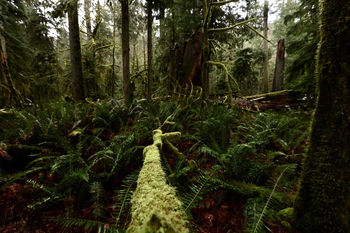 Len_Wagg_photo's tweet photo. Tree bathing, Cathedral Grove, Vancouver Island. #treebathing #Vancouver #vancouverisland #nanimo #cathedralgrove #canada #forest #magestic https://t.co/QfqQjfCdbJ