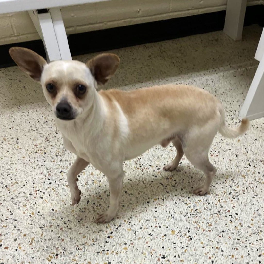 Dubs4Mutts's tweet photo. 🐶 TINY ♥️ (#190A) is looking for a second chance at love and a forever home in #RockyMount #NorthCarolina https://t.co/f3w4oPed7y