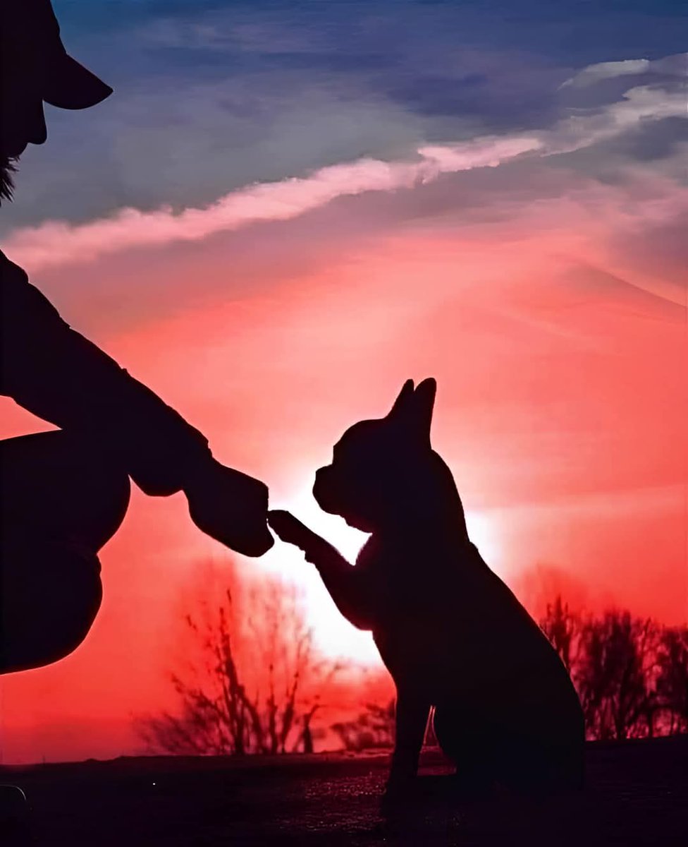 Frenchie Owners tweet media