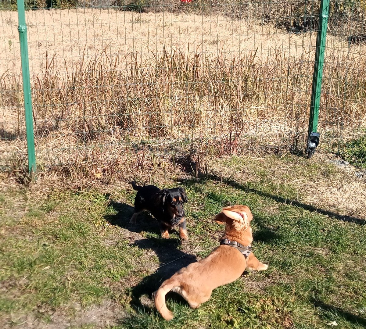 久しぶりのドッグラン🐶
皆足が速い子ばかりなのですぐにリタイヤし、一人隠れんぼし始めるという😅
 #ミニチュアダックス #カニヘンダックス #犬のいる暮らし #いぬとの暮らし #いぬのきもち #犬好きさんと繋がりたい