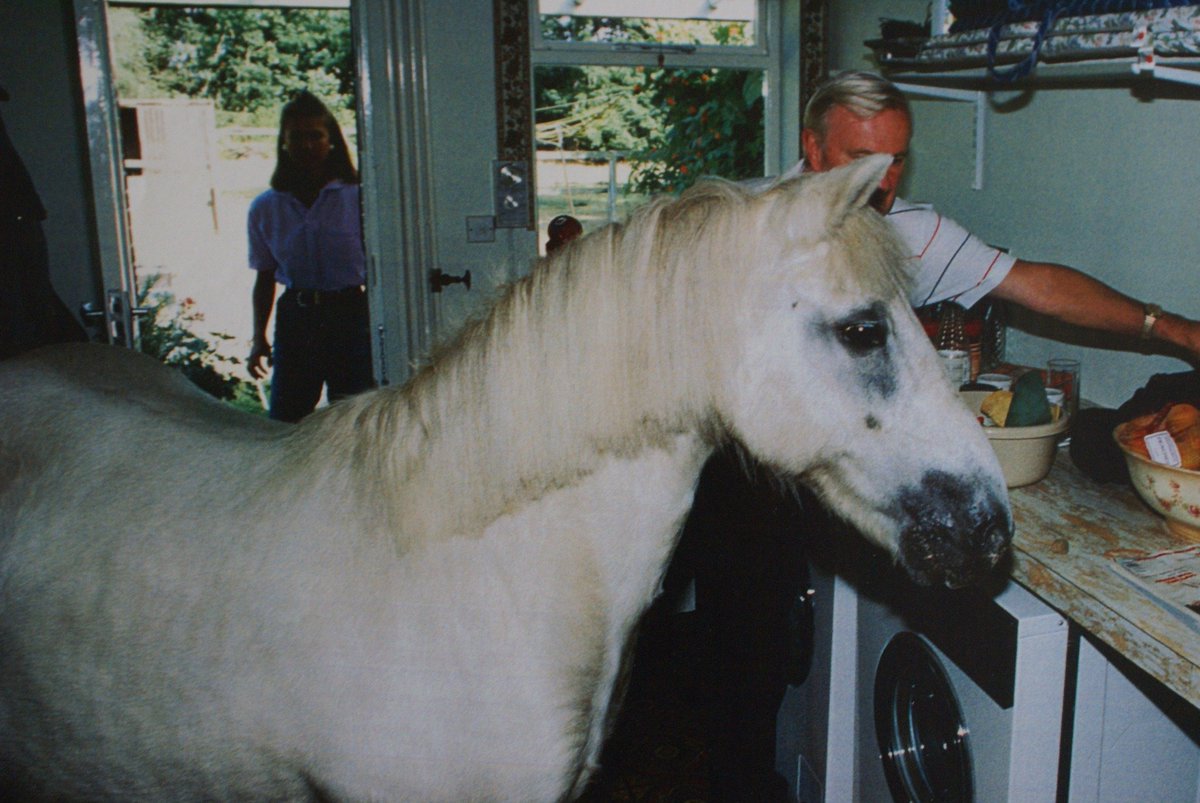 smokeyadventure's tweet image. After trotting in from his paddock and pushing the kitchen door open with his nose, it was time for Smokey to find his apple in the fruit bowl! #bookseries #bookcharacter #inspire #picturebooks #animation #smokeythepony #animals
