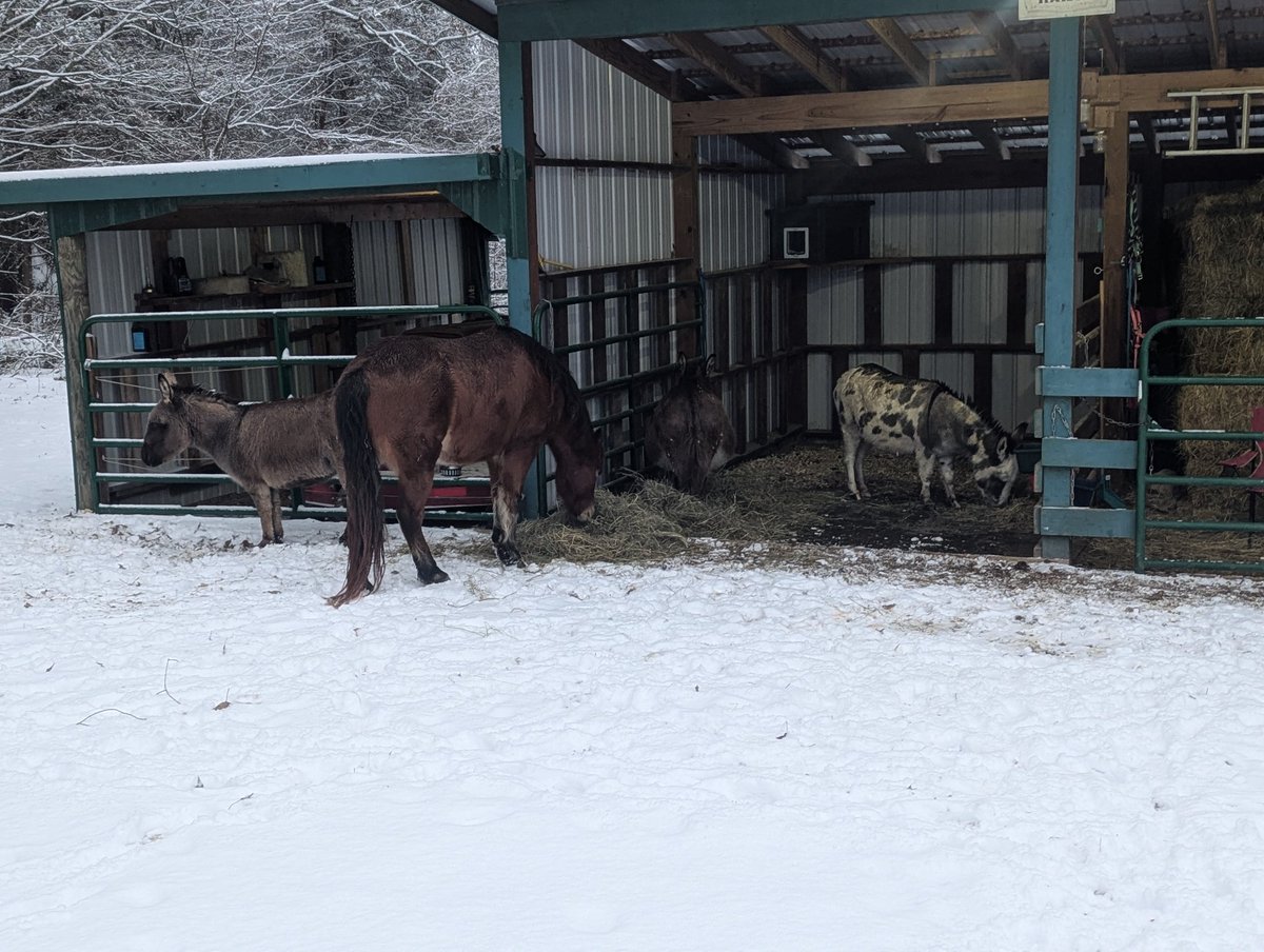 Snow Day in Corryton.