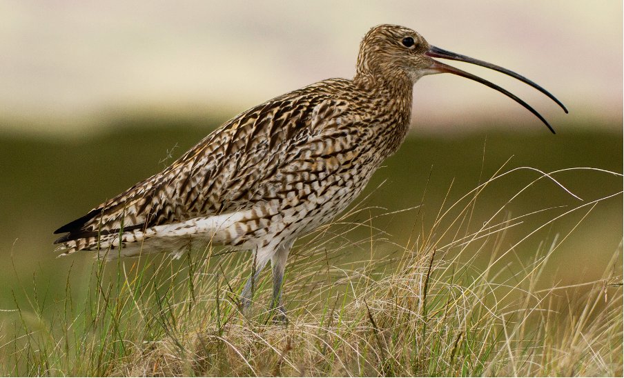 shootinguk's tweet photo. Defra splashes millions on land recovery plan https://t.co/DBA3gM0yFh https://t.co/61XG7zyy7J
