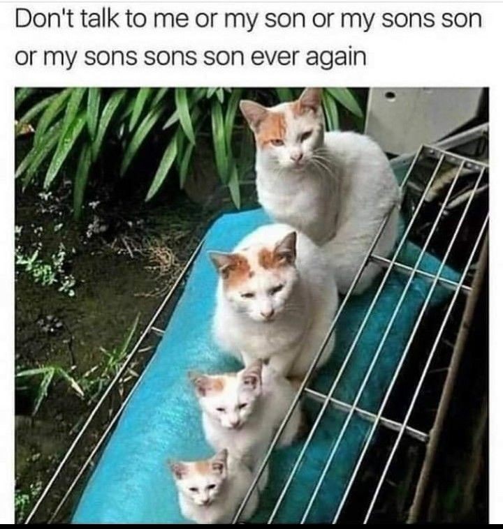 Punch Cat (@punchingcat) on Twitter photo 