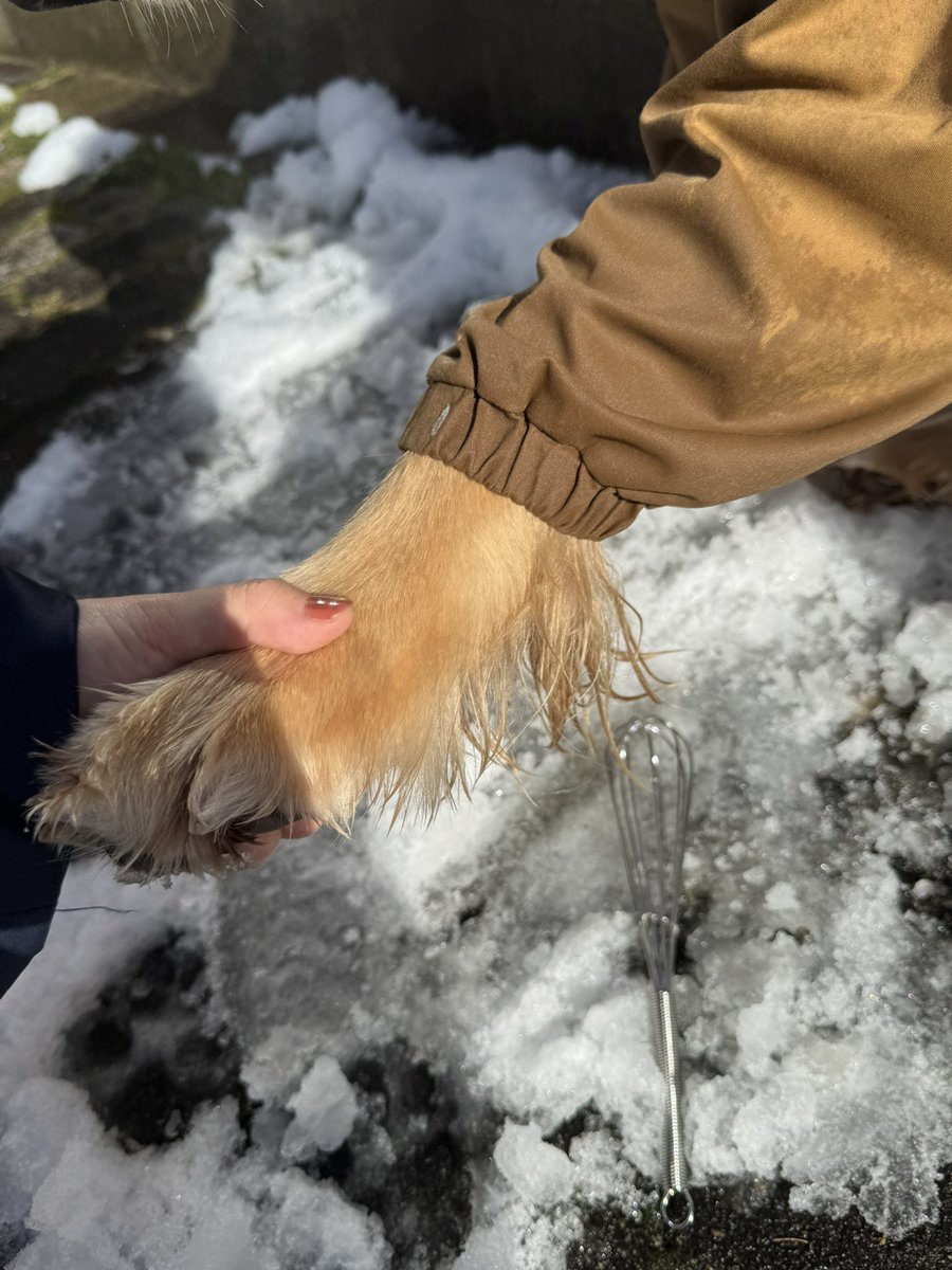 al_glan's tweet photo. 雪遊びのたびに巨大雪玉を生成する長毛犬飼いのためのライフハック⛄️
調べたら”お湯で溶かす”とかでてくるけど絶対こっちの方がとれるので騙されたと思ってやってみてほしい、もう泡立て器なしで冬は越せない🧑🏻‍🍳 https://t.co/wOxVfasqp8