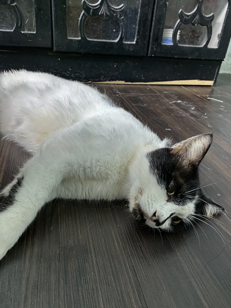IeyfaAL's tweet photo. Bye gembul, terima kasih ceriakan hari2 aku, setiap kali mama pergi tandas tengah malam mesti nak minta makan, sebelum pergi kerja mesti dia duduk atas kereta, paling baik dari dulu sampai sekarang, dan paling gemuk 🥹❤️❤️ https://t.co/MKCBVNpTZ0