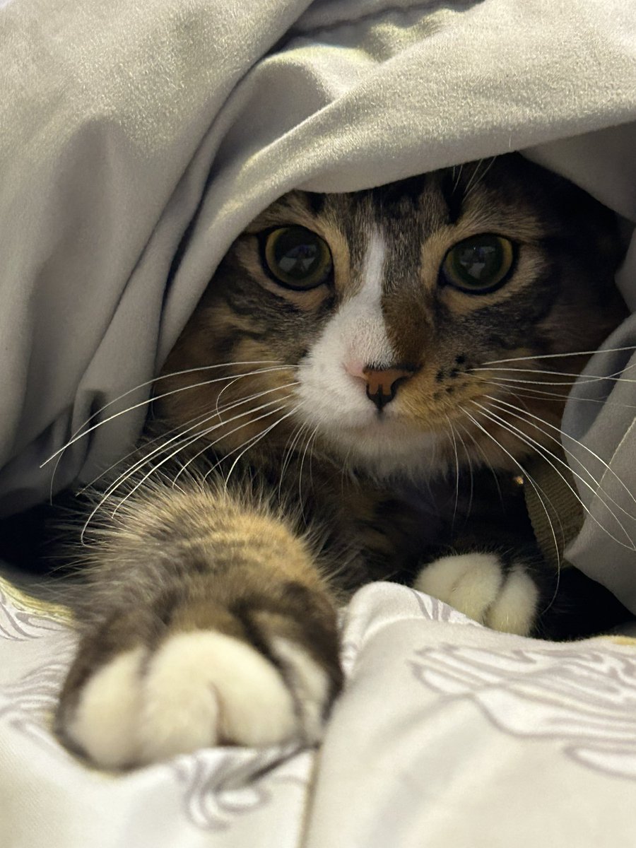 PrinceFinn23038's tweet photo. Sneaky

#cat #cats #CatsofTwittter https://t.co/MQwiTVYkSX