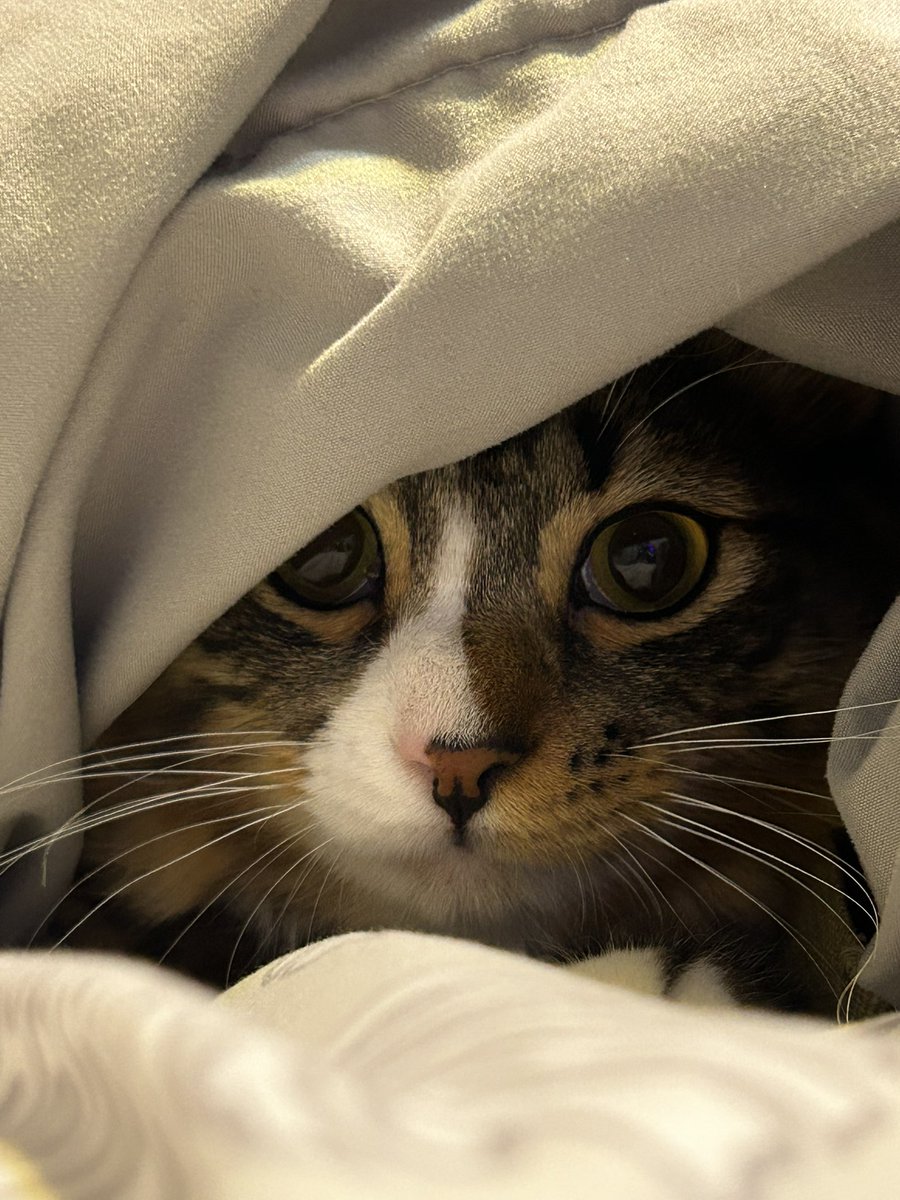 PrinceFinn23038's tweet photo. Sneaky

#cat #cats #CatsofTwittter https://t.co/MQwiTVYkSX