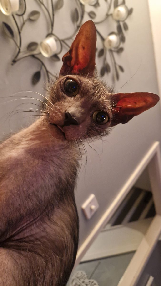 Hi!!!!  Elsa says Hi !!!!  #Caturday