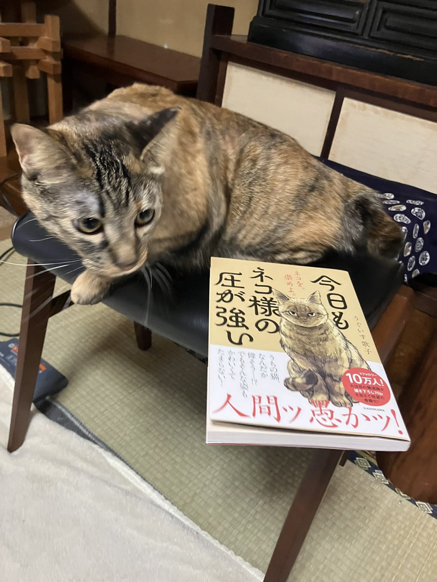 CcCwbe's tweet photo. @comicessay 
#キジネコ様発売記念 https://t.co/hSoipzKijI
