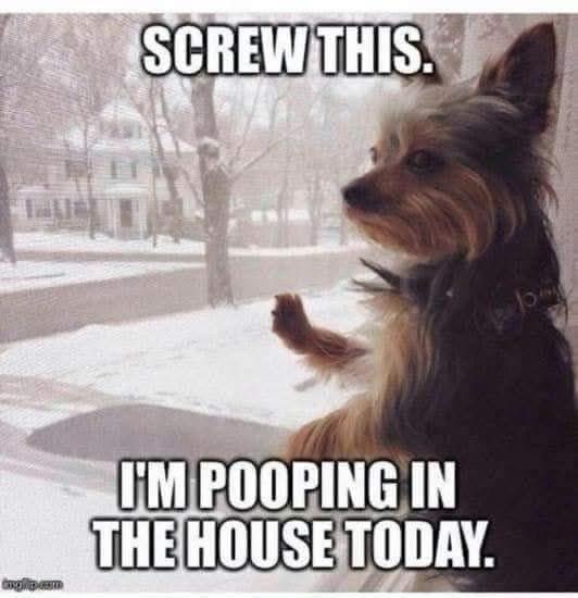 Hahaha!!! Us cats always get to poop in the house!! Unless ur a stray/alley cat!! 😎😹🦾