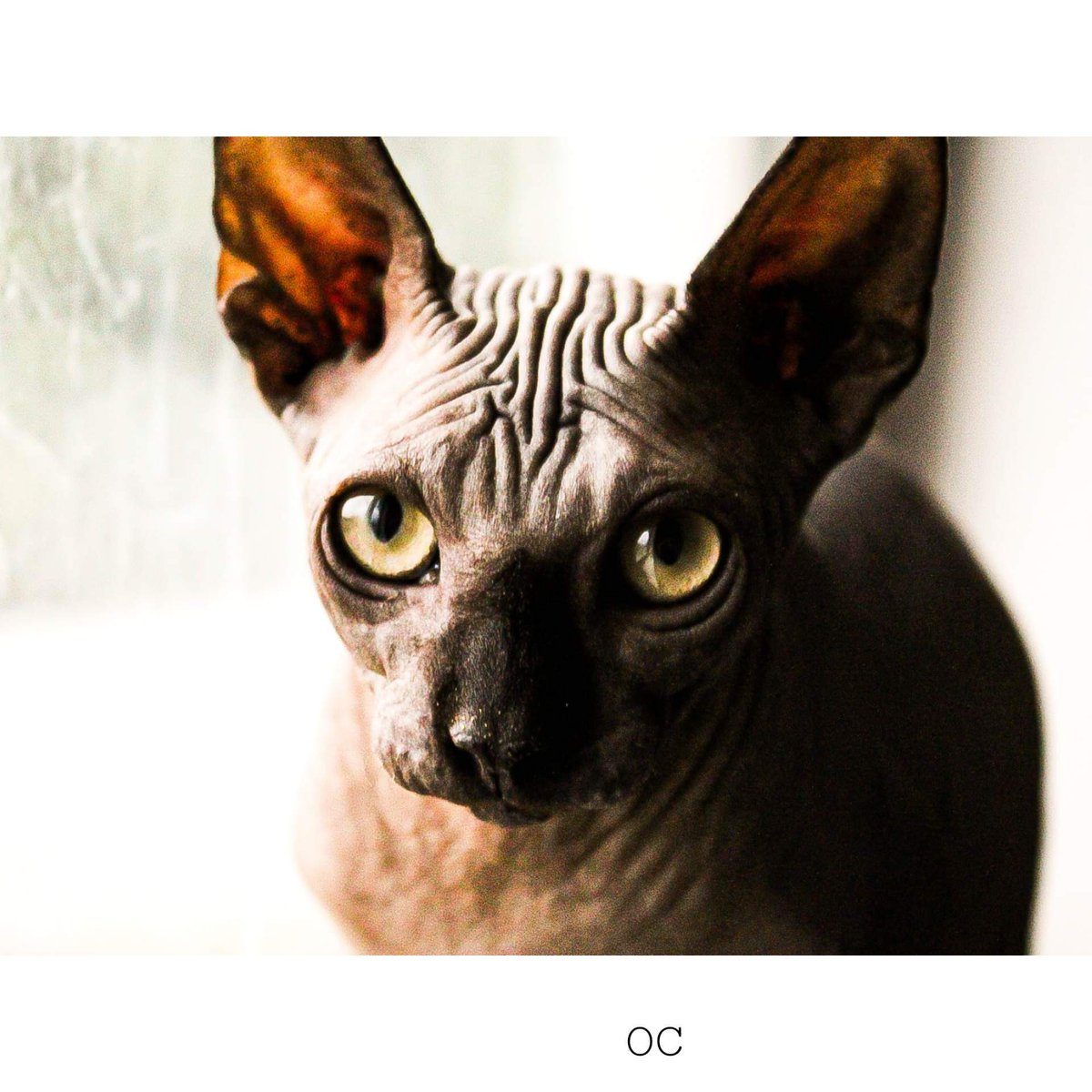 He is not a human but man does he act like one I love  this hairless cat