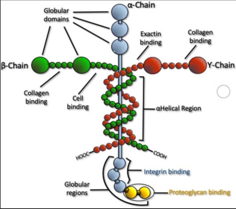 n2xlr8n_drummer's tweet photo. @gunsnrosesgirl3 Additional food for thought:  The protein Laminin, found in all humans and animals.  
Colossians 1:17 "And He is before all things, and in Him all things hold together."  Coincidence?  #BelievingIsSeeing https://t.co/Htf4aZYG8W