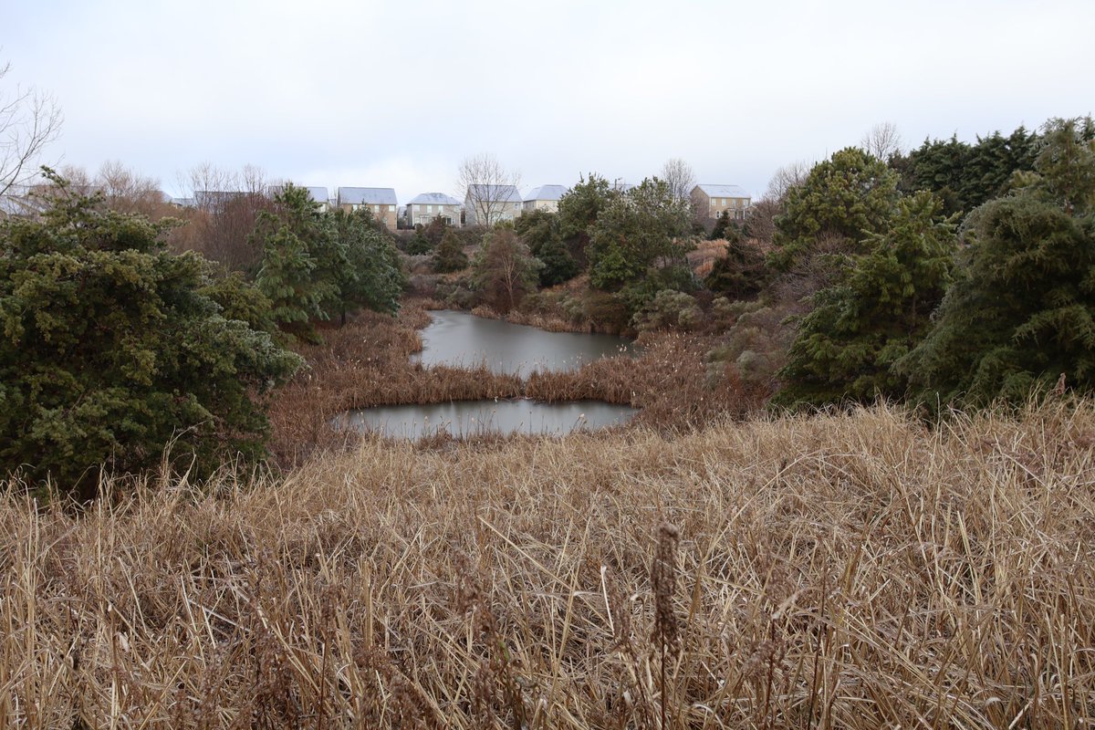 Icy morning in the outskirts of Charlotte 🥶