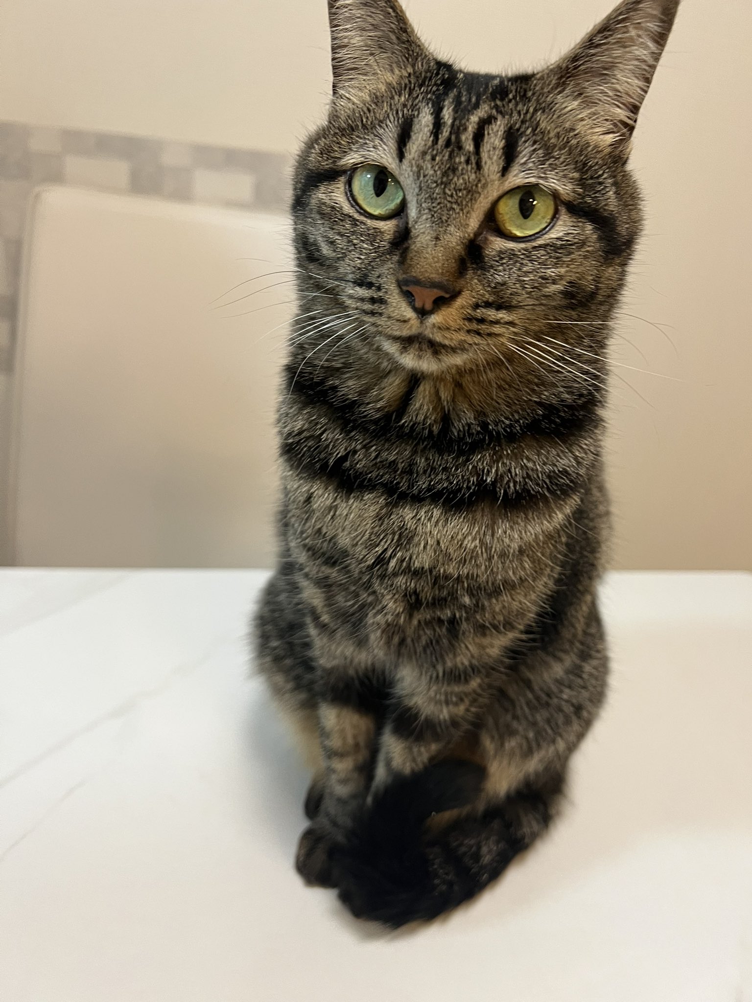 ねこ♪ p23-0763-1.jpg