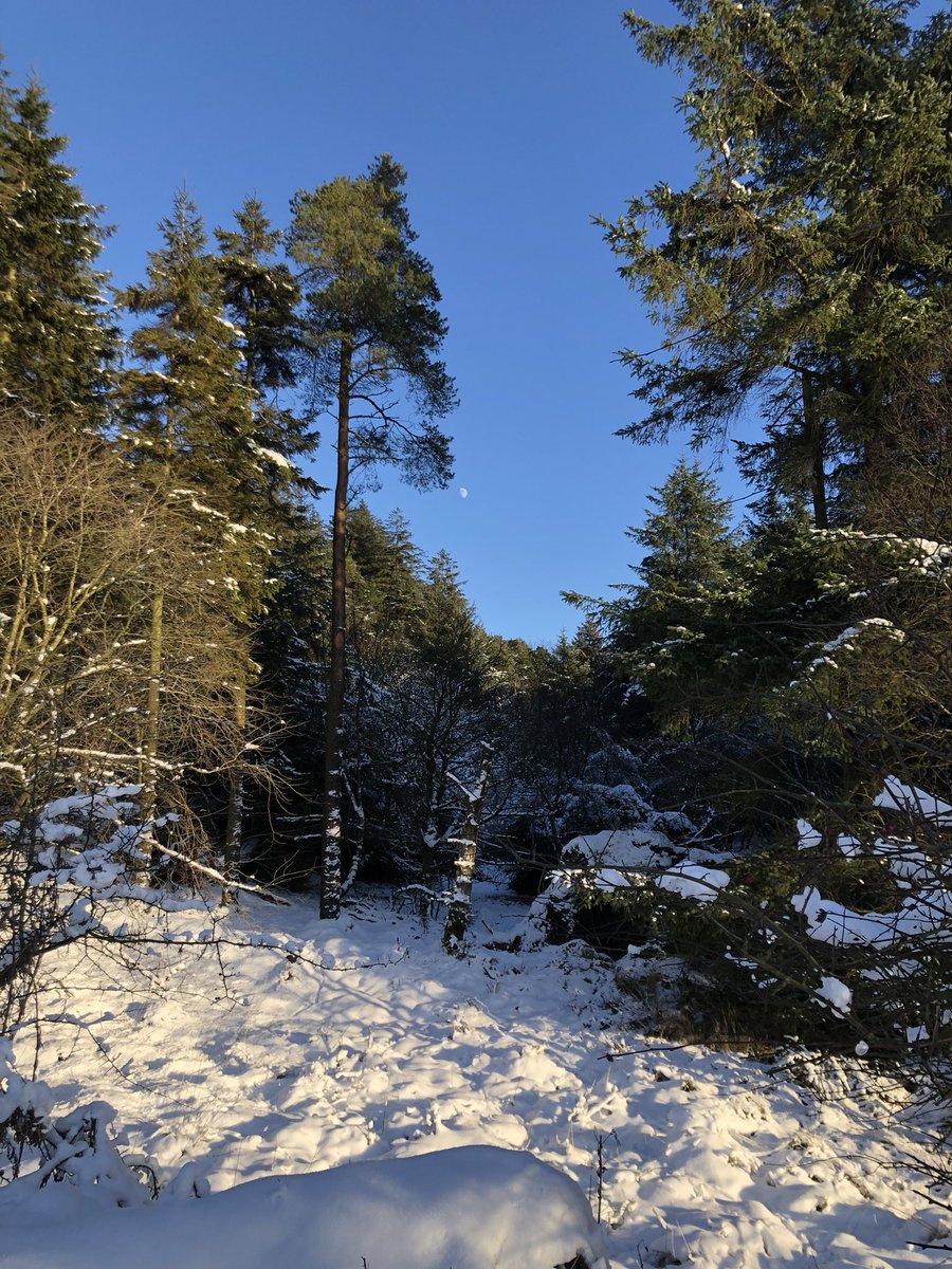 In old Scottish agricultural tradition January 10 th is “ craws day” the day when our local rooks pair up waiting for the first spark of spring to ignite - Continuing my recovery Corey and I enjoyed a wintery walk in the glorious Bathgate Hills - nature painting amazing scenes !