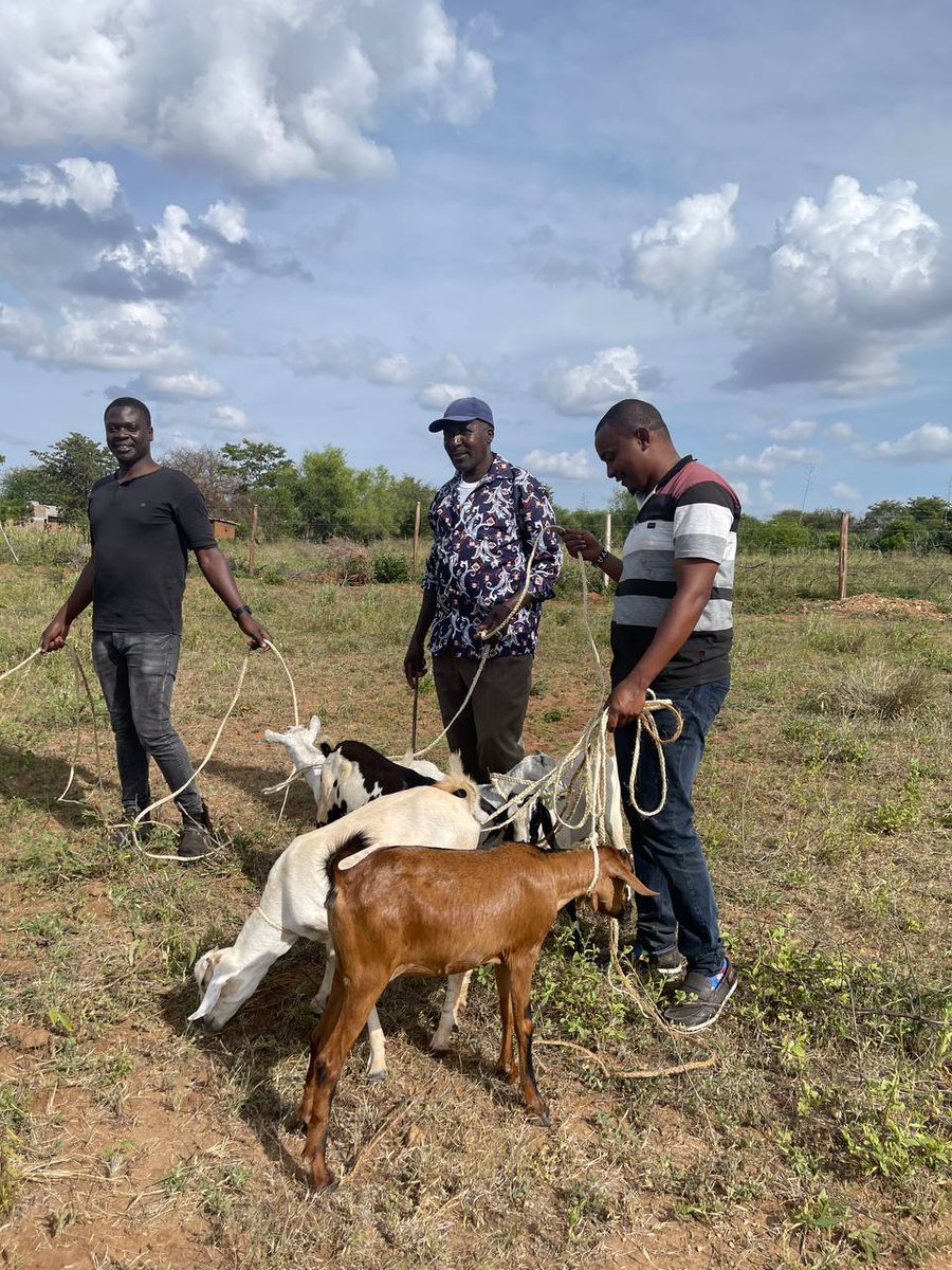 MutuikeBenson's tweet photo. Our customers have started adding value to their properties in Matuu by doing goat farming. Join them by owning your piece. 50*100 is selling @Kes 180K, 100*100 Selling @Kes 350K. Call us on: 0707333888 pale @greatfortunes23
Kairo
#MasculinitySaturday 
Farah Maalim
Chiesa
Sophia https://t.co/twAP0RFsbO