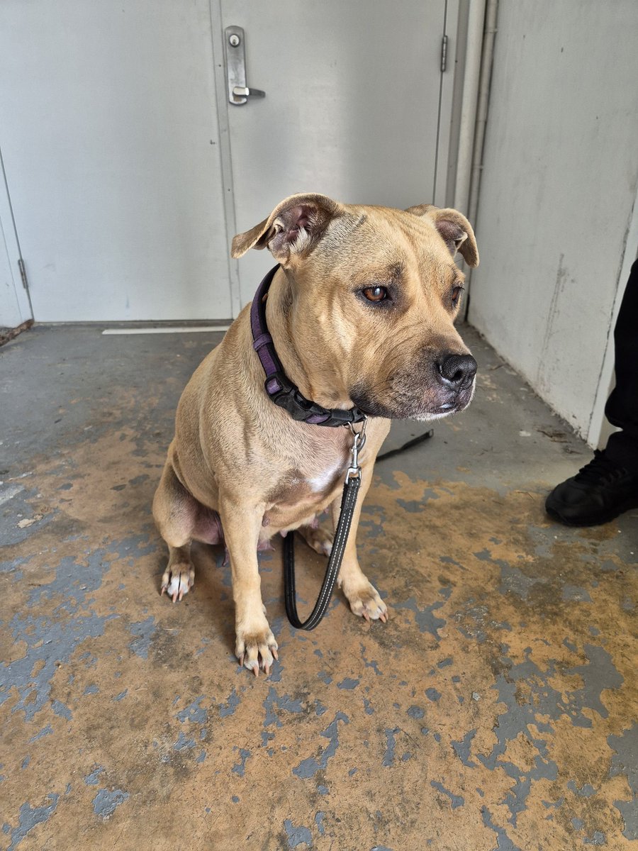 GenieB_93's tweet photo. Pit found wandering by St Regis if anyone looking for her ‼️ call 734-2858 https://t.co/c2p3A2PKLE