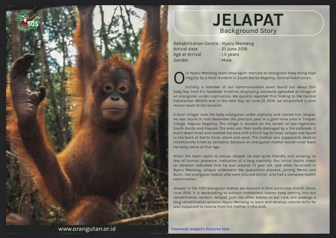 1206zaka's tweet photo. to celebrate masumoto kira's birthday, i adopted an orangutan through @bornean_OU under her name.

kirachan is known for her love for animals, so i decided to do this for her birthday celebration 🥰 may this little gift could bring joy to lucky jelapat and kirachan!

綺良ちゃん、お誕生日おめでとう！大好きだよー🧡

#増本綺良 
#増本綺良生誕祭
#増本綺良生誕祭2025
#増本綺良_22to23