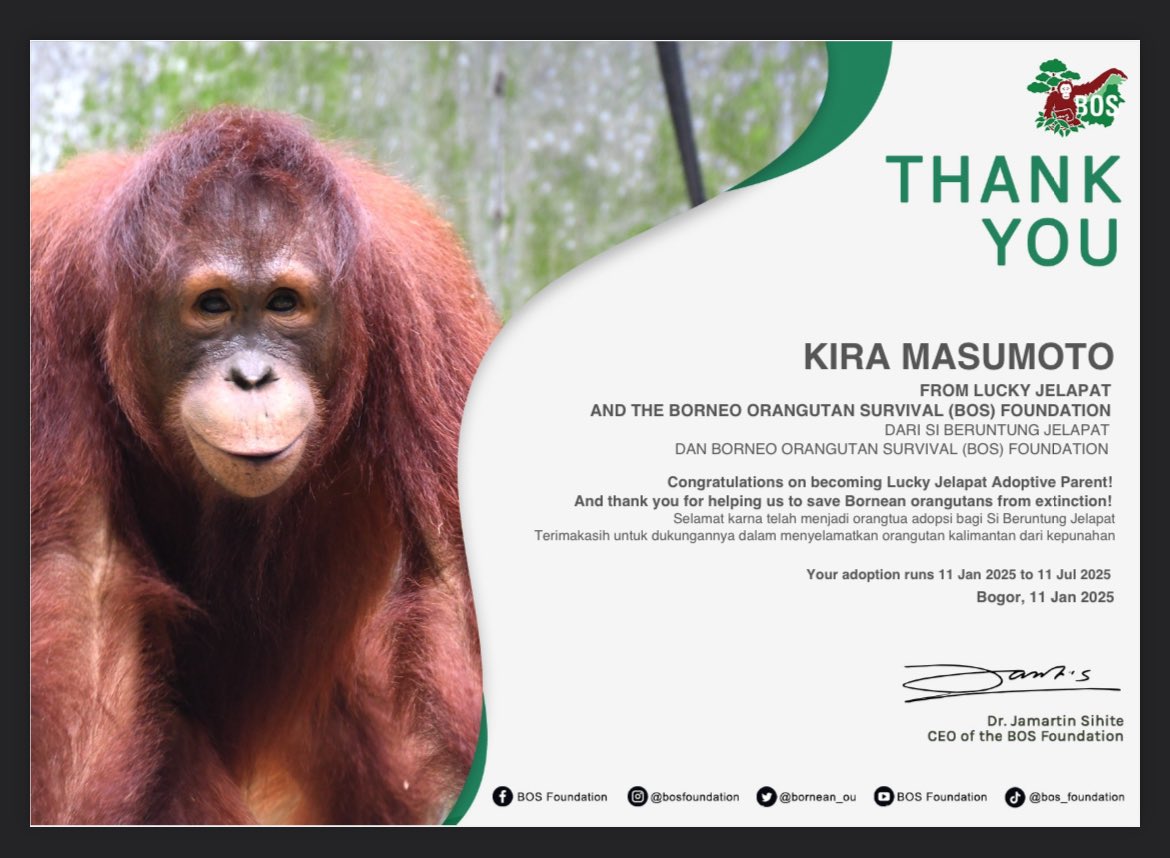 1206zaka's tweet photo. to celebrate masumoto kira's birthday, i adopted an orangutan through @bornean_OU under her name.

kirachan is known for her love for animals, so i decided to do this for her birthday celebration 🥰 may this little gift could bring joy to lucky jelapat and kirachan!

綺良ちゃん、お誕生日おめでとう！大好きだよー🧡

#増本綺良 
#増本綺良生誕祭
#増本綺良生誕祭2025
#増本綺良_22to23