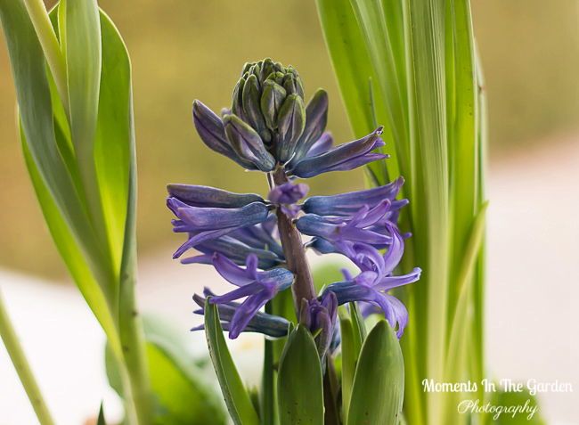 MomentsintheG's tweet image. More bulbs blooming in my spring themed basket.  #springtheme #pottedbulbs #hyacinth #tulip #flowersmakemehappy #lookingforwardtospring #momentsinthegardenphotography