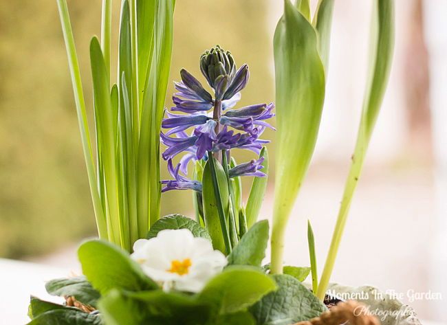 MomentsintheG's tweet image. More bulbs blooming in my spring themed basket.  #springtheme #pottedbulbs #hyacinth #tulip #flowersmakemehappy #lookingforwardtospring #momentsinthegardenphotography
