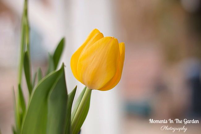MomentsintheG's tweet image. More bulbs blooming in my spring themed basket.  #springtheme #pottedbulbs #hyacinth #tulip #flowersmakemehappy #lookingforwardtospring #momentsinthegardenphotography