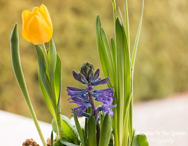 MomentsintheG's tweet image. More bulbs blooming in my spring themed basket.  #springtheme #pottedbulbs #hyacinth #tulip #flowersmakemehappy #lookingforwardtospring #momentsinthegardenphotography