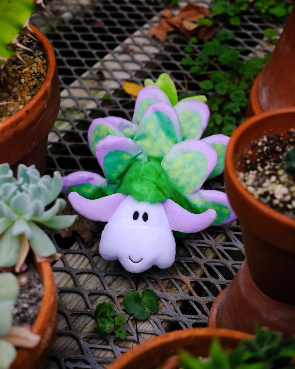 douglastoys's tweet photo. When the weather gets cold ❄️ this Leaf Sheep likes to warm up in the greenhouse! 🪴
What's your favorite little known animal fact? ☝️🤓
#plush #cute #leafsheep #slug #aquatic #animals #seaslug #leaf #sheep #marine #biology #education #science #microbiology https://t.co/LEkJ0t86U5