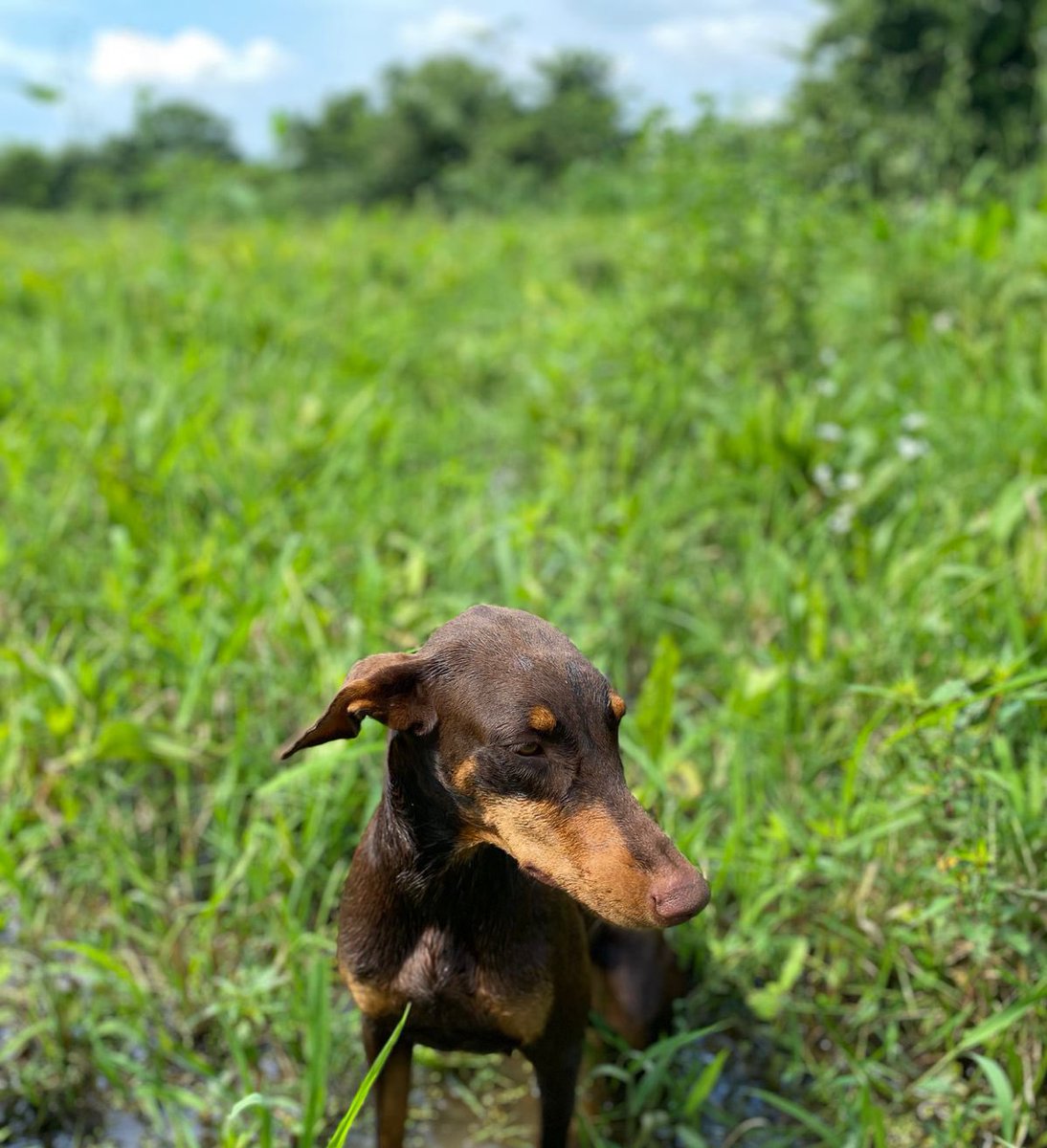 Danielapachec29's tweet image. Mi nena Canela busca novio dóberman para hacer perrihijos 🥹😍 
Info dm