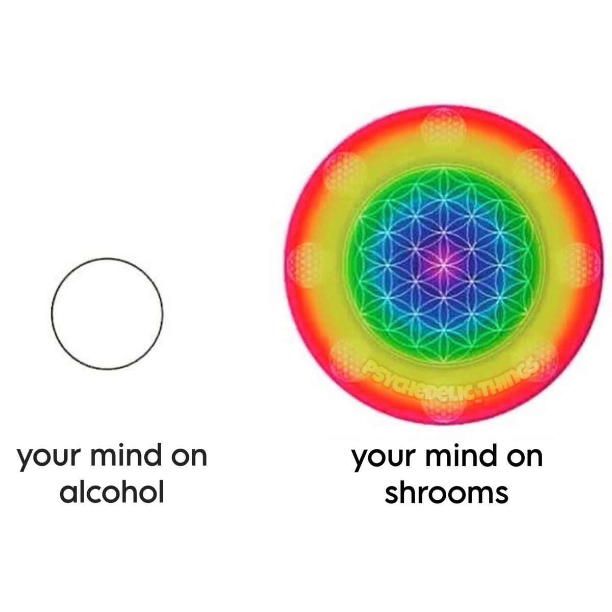 🍻 alcohol vs shrooms 🍄‍🟫