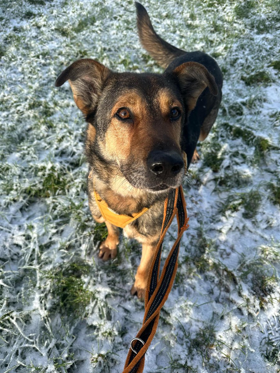 Hi! I'm 9 year old handsome boy Kobi and I am still waiting for my forever home after years in kennels.
I am doing well with my car and dog reactivity training.
I love my cuddles and I love zooming around outside!
I will need a pet free, adult only home.

pawprints2freedom.co.uk/adopt