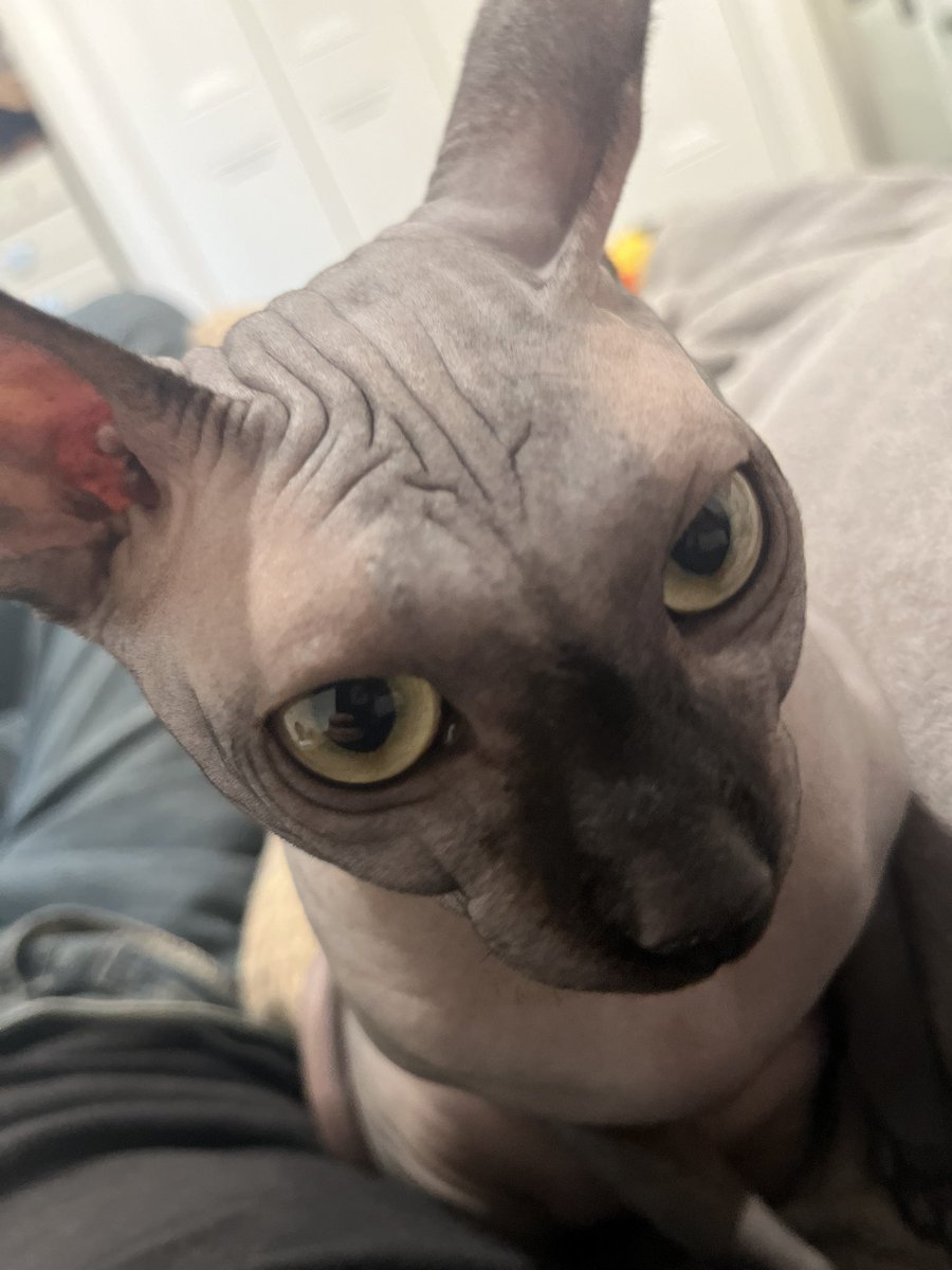 Someone people say ur pet is a reflection of your personality true or false
